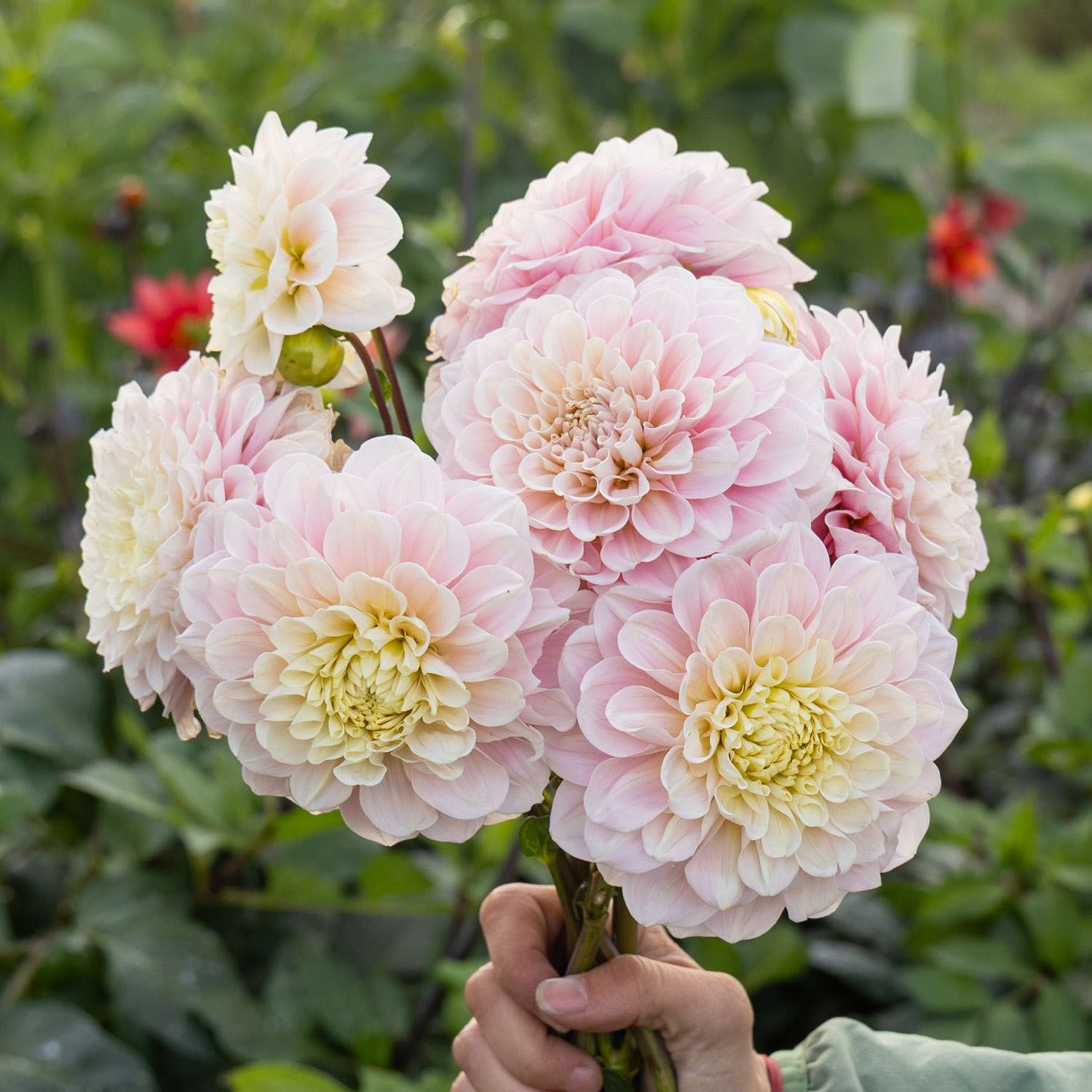 Daalia 'Sweet Nathalie'